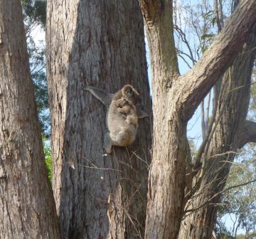 koala in tree